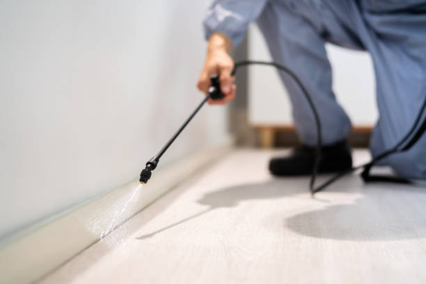 Licensed Wasp Removal service in Ingalls Park, IL - Show Me Pest Control